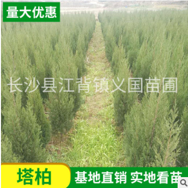 大量供應(yīng)1米--1.5米高松柏 塔柏苗好無(wú)任何燒枝 公路綠化苗木松柏