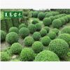 小葉女貞球樹(shù)苗園林綠化苗木樹(shù)苗庭院植物四季常青小葉苗