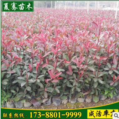 直銷紅葉石楠苗綠化苗色塊綠化小苗優(yōu)良紅葉石楠球