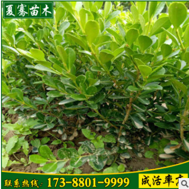 批發(fā)大葉黃楊樹苗常綠灌木根系發(fā)達工程綠化苗