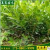 批發(fā)大葉黃楊樹(shù)苗常綠灌木根系發(fā)達(dá)工程綠化苗