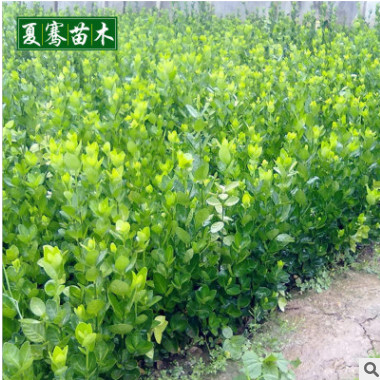 批發(fā)黃楊小苗扦插黃楊苗綠籬色塊瓜子黃楊床苗現(xiàn)貨充足