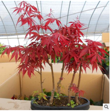 綠化樹 紅楓 三季紅 紅楓觀賞樹 價(jià)格從優(yōu)