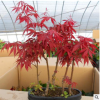 綠化樹 紅楓 三季紅 紅楓觀賞樹 價格從優