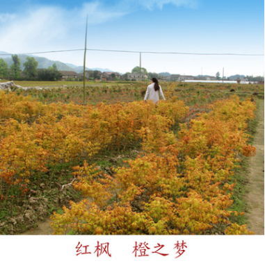 紅楓觀賞樹 價(jià)格從優(yōu) 可批發(fā) 供應(yīng)園林 綠化樹