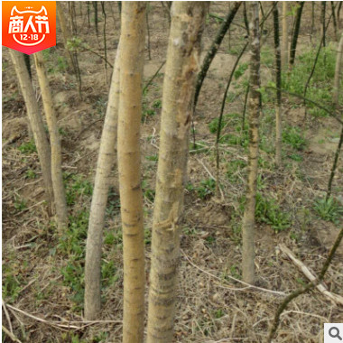 苗圃基地批發(fā)國(guó)槐綠化苗木 國(guó)槐小苗行道環(huán)境苗 規(guī)格齊全歡迎購(gòu)買