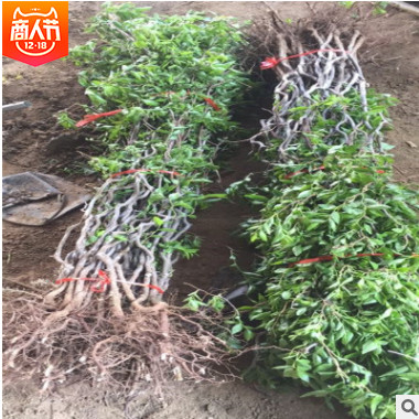 基地現(xiàn)挖現(xiàn)賣嫁接棗樹苗批發(fā) 龍棗脆棗苗大量上市 棗樹苗價(jià)格實(shí)惠