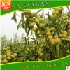 供應優質沾化冬棗1號棗樹苗 馬牙棗樹苗 規格品種全 歡迎來電咨詢