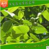 基地供應(yīng)嫁接品種核桃苗 保濕發(fā)貨 發(fā)貨快速 歡迎來電咨詢
