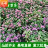 優質夏堇 夏瑾 山東青州花卉 盆栽 時令花卉 基地直銷 四季草花