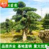 供應園林綠化苗木 欏木石楠樹 造型欏木石楠 規格齊全 基地直銷