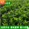 法青苗法國冬青苗 圍墻樹苗冬青樹苗珊瑚樹苗做籬笆圍墻批發 法青
