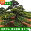 【基地直銷】苗圃經營漢松 造型羅漢松 工程綠化苗 園林綠化苗