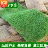 四季青草皮草坪直銷果嶺草綠化苗木百慕大坪馬尼拉草坪苗批發