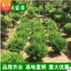 大量出售大葉黃楊球 小葉黃楊球 瓜子黃楊 規格齊全