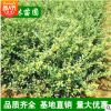 批發龜甲冬青球 綠化灌木 常綠型苗木 龜甲冬青工程苗 灌木苗