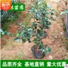 茶梅小苗專業(yè)基地 工程苗茶梅 茶梅庭院綠化植物盆栽花卉 籬笆苗