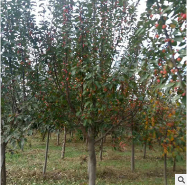 廠家直銷 西府海棠樹 北方種植花木2公分 3公分西府海棠樹批發(fā)