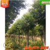 批發杜英樹苗 截桿移植杜英精品造型苗木園林綠化工程