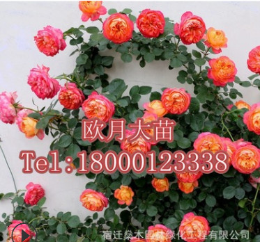 自產(chǎn)自銷批發(fā)歐洲月季地栽盆栽大苗庭院綠植綠化苗藤本薔薇玫瑰苗