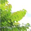 火焰木樹產(chǎn)地直銷 直徑5-60公分可供公園小區(qū)美化環(huán)境 可大量批發(fā)