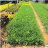 批發夾竹桃小苗園林觀花植物夾竹桃苗規格齊全 工程綠化