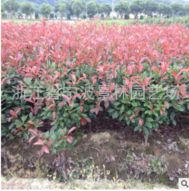 供應(yīng)綠化 苗木 樹苗 紅葉石楠球 冠幅80公分至1米 石楠球批發(fā)