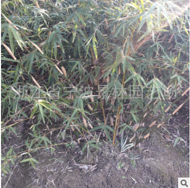 浙江寧波花木場產(chǎn)地批發(fā)園林綠化工程苗木慈孝竹 多規(guī)格孝順竹