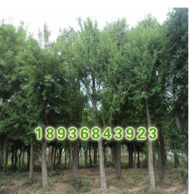 供應(yīng)榔榆樹綠化苗木 大小規(guī)格優(yōu)質(zhì)榔榆樹 易成活