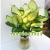 種植基地直銷優(yōu)質(zhì)觀葉植物盆栽 瑪麗安盆栽 又名花葉萬(wàn)年青