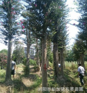 優(yōu)價供應(yīng)高接紫薇，紫薇樁，紫薇樁景，高桿紫薇。