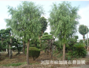 優(yōu)價批發(fā)供應(yīng)綠化苗木——垂柳 金絲垂柳 各種規(guī)格齊全 歡迎訂購