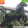 批發(fā)羅漢松 動(dòng)物造型園林綠化工程用苗苗木庭院苗農(nóng)種植 基地直銷