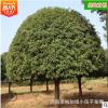 批發(fā)湖南桂花樹 10至12公分精品丹桂桂花苗庭院綠化苗木 基地直銷
