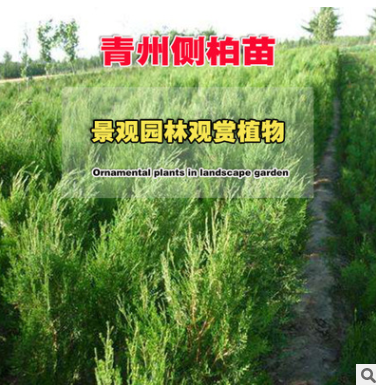 批發(fā)側柏苗 側柏樹苗 四季常青工程綠化苗 側柏廠家直銷