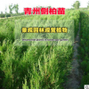 批發側柏苗 側柏樹苗 四季常青工程綠化苗 側柏廠家直銷