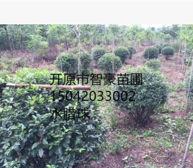 苗木經(jīng)銷綠化苗木水臘.水臘球.規(guī)格齊全成活率高量大優(yōu)惠