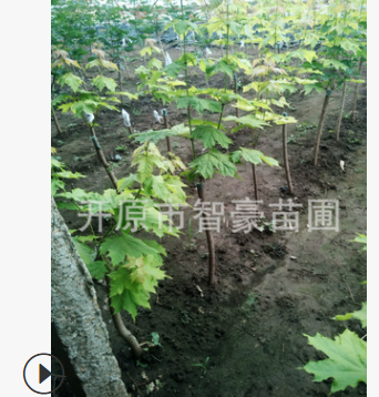 供應(yīng)優(yōu)質(zhì)苗木彩葉樹嫁接普林斯頓黃金風質(zhì)量保證量大優(yōu)惠