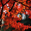 大量批發(fā) 美國(guó)紅楓 公司擁有2000畝苗圃基地