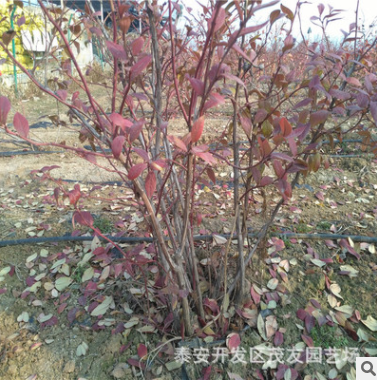 出售藍(lán)莓樹苗 竇殼藍(lán)莓樹苗 紅果藍(lán)莓樹苗