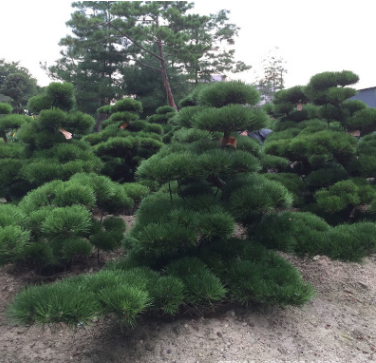 供應(yīng)日本大中型進(jìn)口造型原生盆景盆栽黑松白芽松別墅庭院景觀松樹(shù)