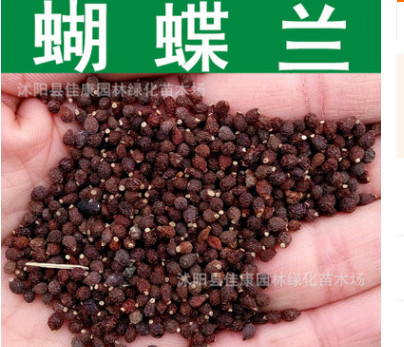 草花種子新采優(yōu)質(zhì)蝴蝶蘭種子蘭花燕尾藍花藍蝴蝶鳶尾種子燕尾蘭
