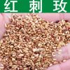 林木種子新采優(yōu)質紅刺玫種子刺玫花紅刺梅種子粉團薔薇發(fā)芽率高