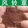草花種子 優(yōu)質風鈴草種子 四季播種 風鈴花種子 觀賞花草種子