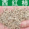 蔬菜種子優(yōu)質西紅柿種子番茄種子洋柿子種子番柿六月柿陽臺種植