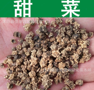 蔬菜種子優(yōu)質(zhì)甜菜種子紅菾菜紅菜頭種子根用紅100.00甜菜火焰菜種子