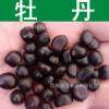 林木種子新采優質牡丹種子木芍藥牡丹花富貴花芽率高品質保障