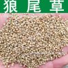 牧草種子優質牧草型雜交狼尾草種子美洲狼尾草甜象草種子實景拍攝