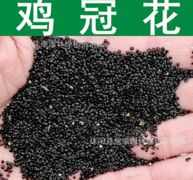 草花種子 優質雞冠花種子 雞髻花種子 老來紅 小頭雞冠 四季播種