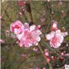 基地供應(yīng)優(yōu)質(zhì)美人梅樹苗 工程綠化苗木美人梅小苗 優(yōu)良品種美人梅